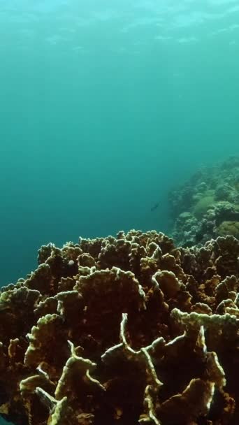 Mar Azul Com Corais Peixes Mundo Subaquático Com Recifes Vista — Vídeo de Stock