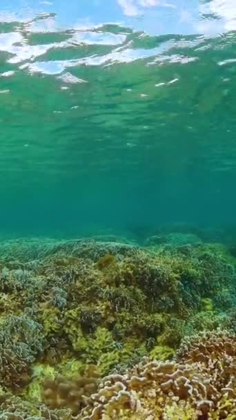 Debaixo Cena Vida Marinha Jardim Coral Peixes Paisagem Marinha Vista — Vídeo de Stock