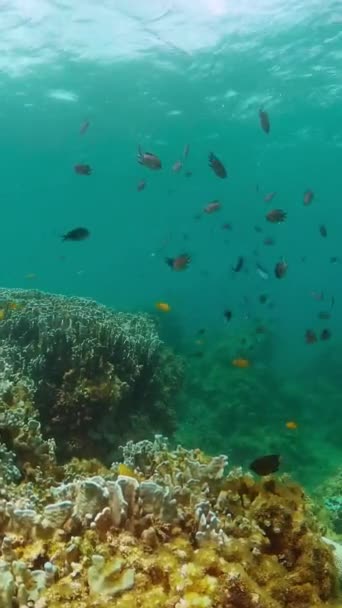 珊瑚水下景观海底的鱼和珊瑚礁 纵向观点 — 图库视频影像