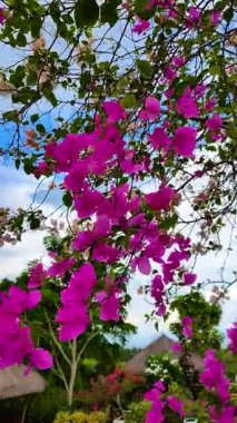 Mavi gökyüzü ve bulutların altında süslü bitkiler. Güzel pembe Bougainvillea çiçekleri. Dikey görünüm.