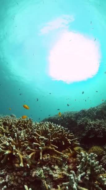 Tropik Balıklar Denizin Altındaki Sert Mercan Resifleri Sualtı Geçmişi Dikey — Stok video