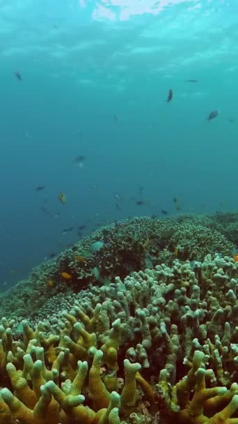 아래의 산호초 배경입니다 — 비디오