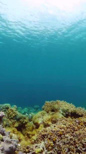 热带鱼和海底坚硬的珊瑚礁 水底绿松石 水下背景 纵向观点 — 图库视频影像