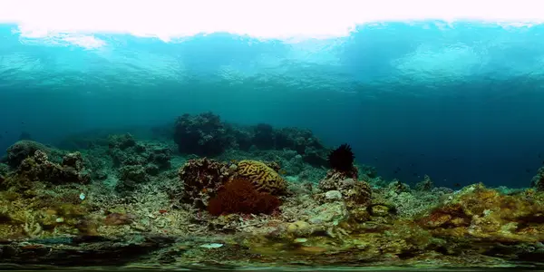 Fish and coral reefs under the sea. Underwater background. Coral reef and fish underwater world. 360-Degree view.