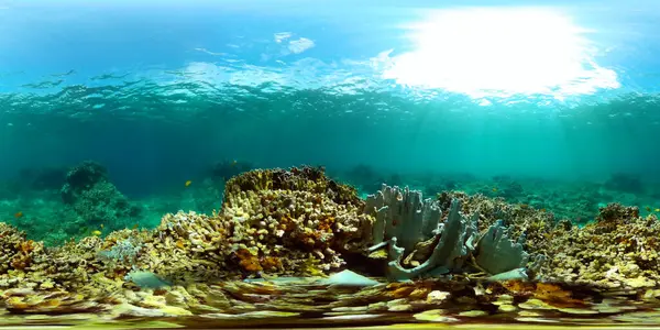 Underwater world scenery of colorful fish and corals. Coral reef ecosystem. 360-Degree view.