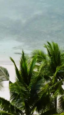 Hindistan cevizi ağaçlarının arasından toz beyazı kumsal manzarası. Cobrador Adası. Romblon, Filipinler. Dikey görünüm.