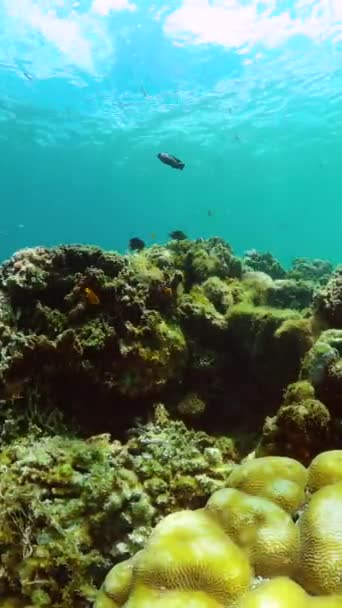 Πολύχρωμα Τροπικά Ψάρια Και Κοράλλια Κάτω Από Τον Κόσμο Κάθετη — Αρχείο Βίντεο