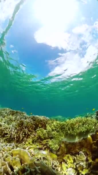 Vida Marinha Debaixo Mar Recifes Corais Peixes Mundo Subaquático Vista — Vídeo de Stock