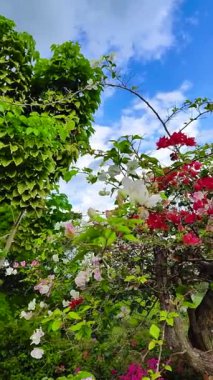 Kırmızı ve beyaz Bougainvillea çiçekleri. Renkli süs bitkileri. Mavi gökyüzü ve bulutlar. Dikey görünüm.