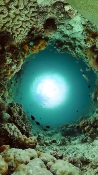 Onderwater Zeegezicht Tropische Vis Koraalrif Mariene Heiligdom Landschap Scène Verticaal — Stockvideo
