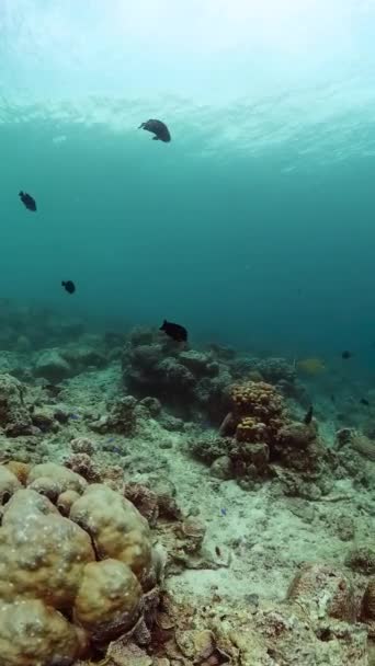 Jardim Coral Vida Marinha Tropical Recifes Corais Peixes Mundo Subaquático — Vídeo de Stock