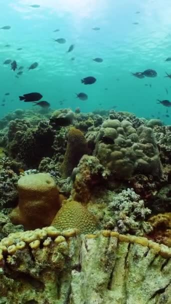 Tropical Sob Fundo Aquático Recife Coral Belos Peixes Vista Vertical — Vídeo de Stock