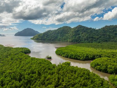 Bintuan Mangrove ormanının panorama manzarası. Mavi gökyüzü ve bulutlar. Coron, Palawan. Filipinler.