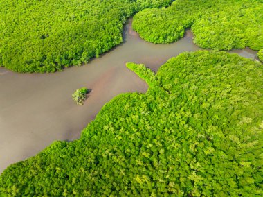 Sulak alanlarda yeşil bitkiler ve orman. Bintuan 'daki Bintuan Mangrove Parkı. Coron, Palawan. Filipinler.