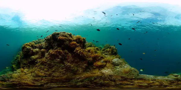 Fish and coral reefs under the sea. Underwater scenery. Virtual Reality 360.