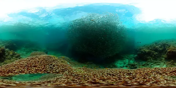 Beautiful school of sardines, underwater world. Hard corals under the sea. Equirectangular panoramic.
