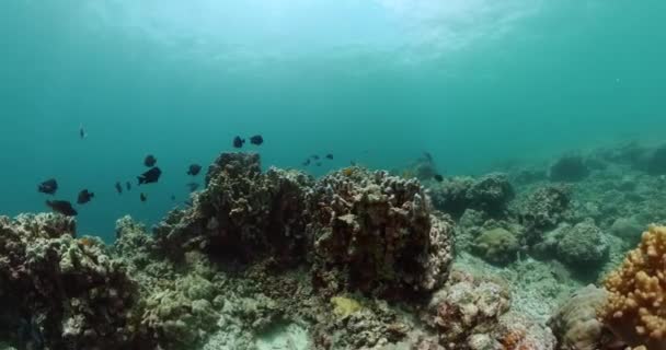 Kolorowe Tropikalne Ryby Nad Twardymi Rafami Koralowymi Podwodna Scena Świata — Wideo stockowe