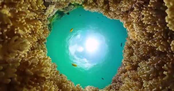 Underwater Life Scene Tropical Fish Colorful Coral Turquoise Sea Water — Stock Video