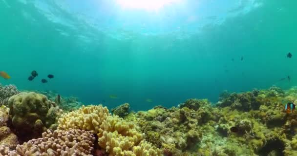 海底的鱼和珊瑚礁 水下背景 — 图库视频影像