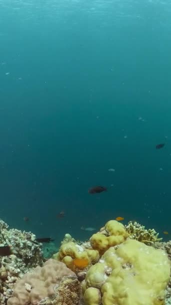 Unterwasserwelt Riffe Und Tropische Fische Korallenriffe Und Fische Unter Wasser — Stockvideo