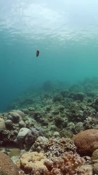 珊瑚礁水下热带珊瑚花园 热带鱼和珊瑚 纵向观点 — 图库视频影像