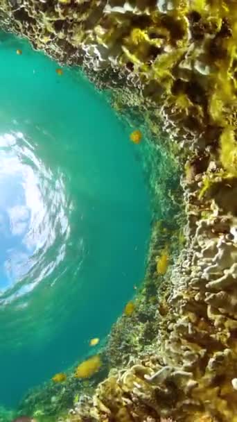 Mare Sottomarino Pesci Tropicali Barriera Corallina Scena Del Paesaggio Del — Video Stock