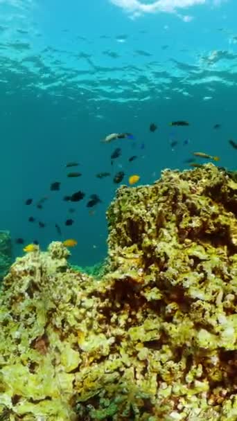 Onderwaterleven Met Kleurrijke Vissen Koraalriffen Verticaal Overzicht — Stockvideo