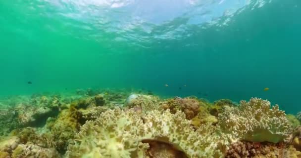 Onderwater Wereld Scene Koraalrif Tropische Vis Onder Zeebodem — Stockvideo