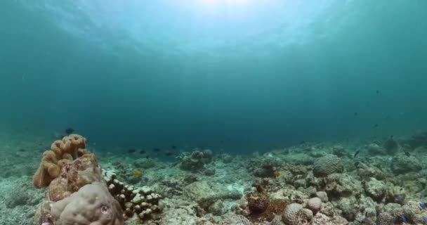 Piękna Rafa Koralowa Kolorowymi Rybami Rafa Koralowa Ryby Morskie — Wideo stockowe
