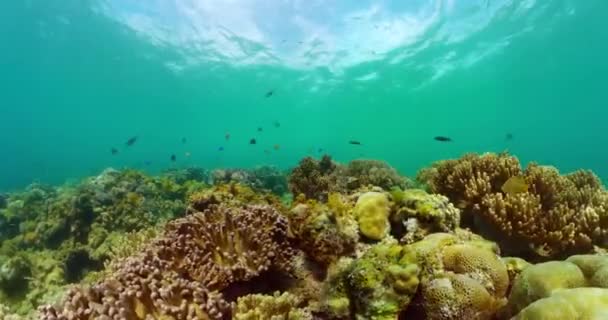 Mondo Sottomarino Con Coralli Duri Pesci Tropicali Ecosistema Della Barriera — Video Stock