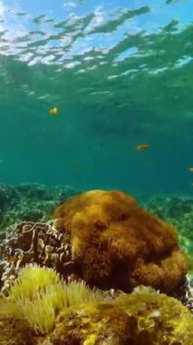 Sualtı yaşam sahnesi. Renkli balıklar ve mercanlar. Deniz sığınağı, korunan bölge. Dikey görünüm.