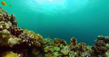 Mercan resifli ve tropik balıklı deniz altı manzarası..