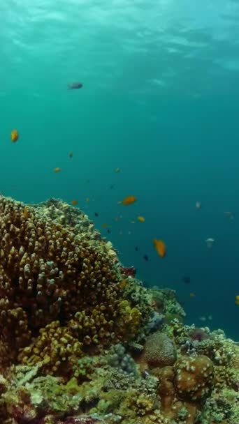 五彩斑斓的热带鱼和珊瑚 水下世界风景 纵向观点 — 图库视频影像