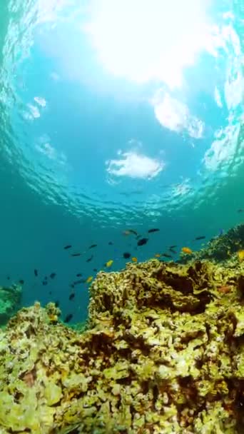Koraalriffen Onder Zee Onderwaterwereld Met Koraalrif Tropische Vissen Verticaal Overzicht — Stockvideo