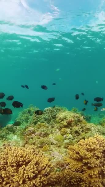 珊瑚花园上方美丽的鱼 海底珊瑚礁景观 海洋保护区 纵向观点 — 图库视频影像