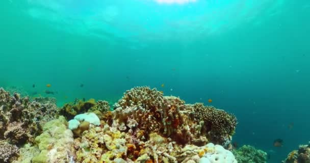 Подводный Мир Пейзаж Морских Рыб Кораллов Тропический Коралловый Риф Рыбой — стоковое видео