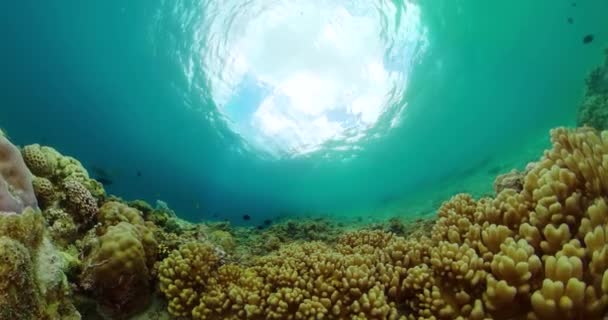 热带鱼和珊瑚礁水下海景水下生活景观 — 图库视频影像