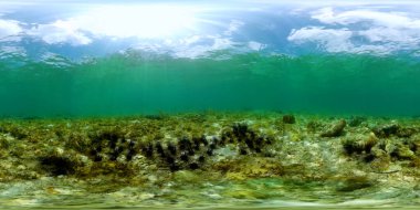 Deniz kestanesi ve mercan resifleriyle dolu sualtı yaşam sahnesi. 360 Derece Görünüm.