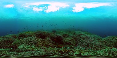 Güzel deniz altı manzarası ve balıklı sert mercan. Deniz altı dünyası. 360 Derece Görünüm.