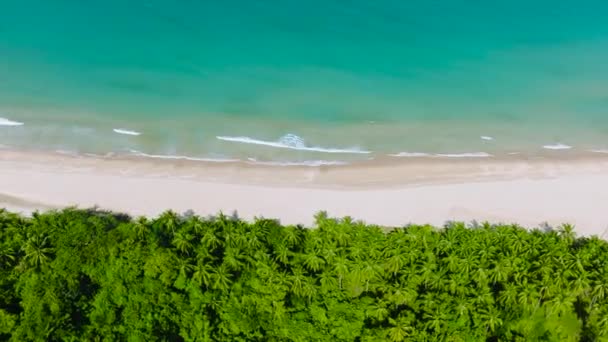 Palmiye Ağaçlarının Üst Manzarası Okyanus Dalgaları Olan Kumlu Plaj Mariposa — Stok video