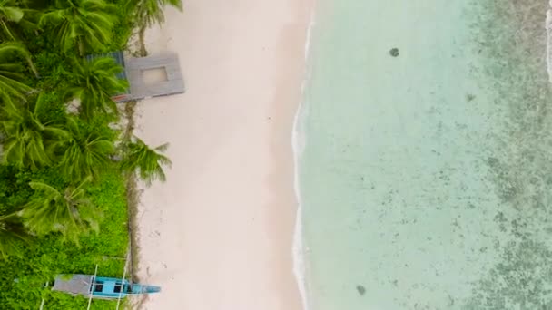 Drone Widok Drzew Kokosowych Piaszczystej Plaży Carabao Island San Jose — Wideo stockowe