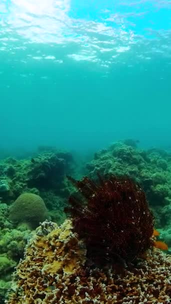 珊瑚上的鱼 海洋生物的风景 和热带鱼一起在水下纵向观点 — 图库视频影像