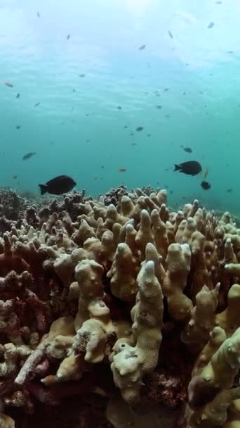 Pesci Coralli Sotto Mare Vita Sottomarina Tropicale Vista Verticale — Video Stock