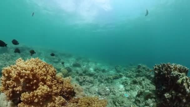 Tropikalna Ryba Nad Rafą Koralową Podwodne Życie Przylądek Morski — Wideo stockowe