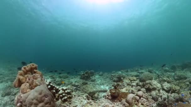 Bella Barriera Corallina Con Pesci Colorati Barriera Corallina Pesci Marini — Video Stock