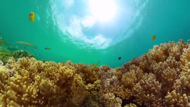 Прекрасні Корали Бірюзовою Морською Водою Тропічна Риба Кораловий Риф Підводне — стокове відео