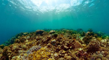 Mercan bahçeli su altı sahnesi. Tropikal balık ve mercan resifi.