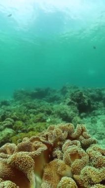 Yumuşak mercan resifi ve su altında balık. Deniz koruma alanı. Dikey görünüm.