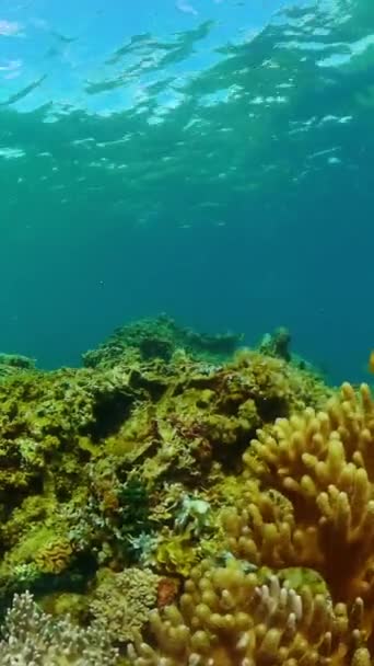 Tengeri Élet Tenger Alatt Korallzátony Halak Víz Alatt Függőleges Nézet — Stock videók
