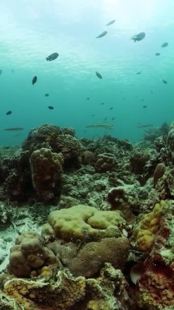 热带珊瑚礁和五彩斑斓的鱼珊瑚和鱼类 水下生物景观 纵向观点 — 图库视频影像